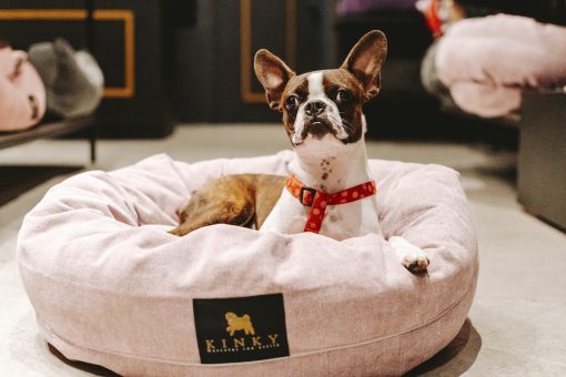 Perro acostado en cama de perro Kinky